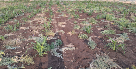 Field 2 / June 23 2025