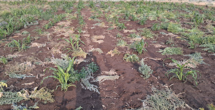 Field 2 / June 23 2025