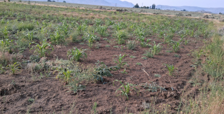 Field 2 / June 23 2025