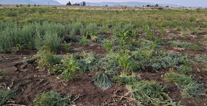 Field 2 / June 23 2025