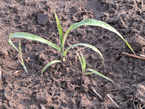 Gaolian Voskovidnyj Sorghum / 2025