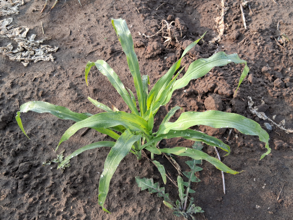 Gaolian Voskovidnyj Sorghum / 2025