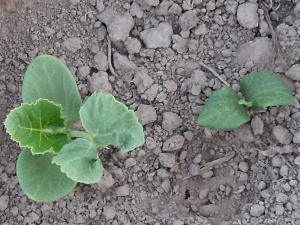 Hopi Grey Squash 2025