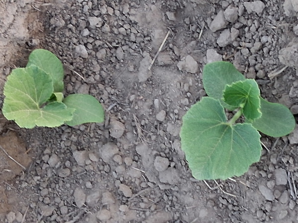 Hopi Grey Squash 2025