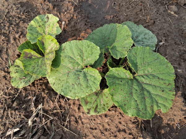 Hopi Grey Squash 2025