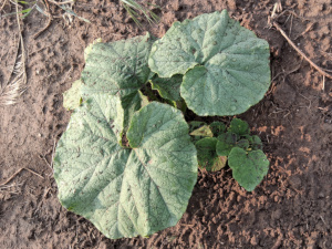 Hopi Grey Squash 2025