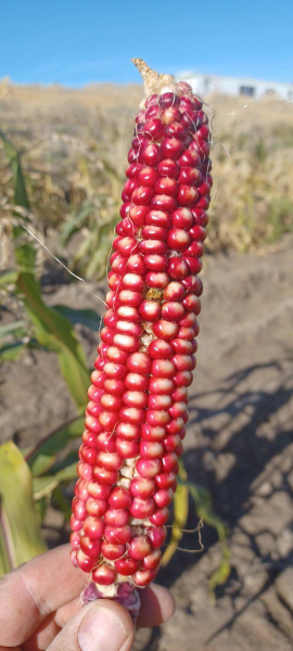 Hopi Pink Corn / 2024