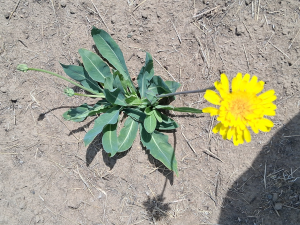 Prairie agoseris / Moisture Indicator