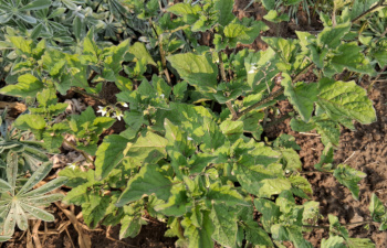 Wonderberry Volunteer / 2025